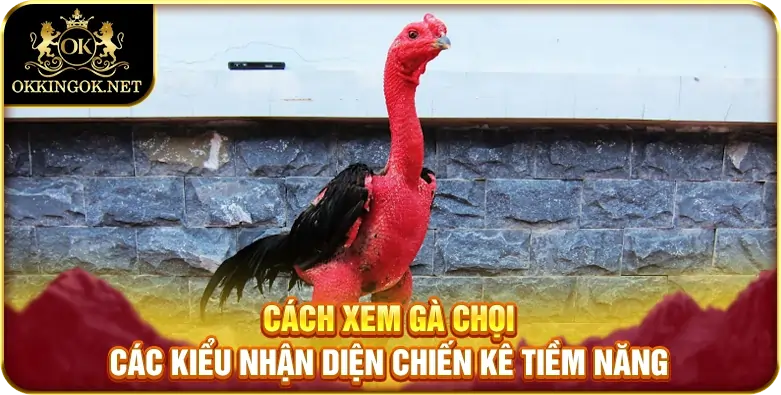 cách xem gà chọi