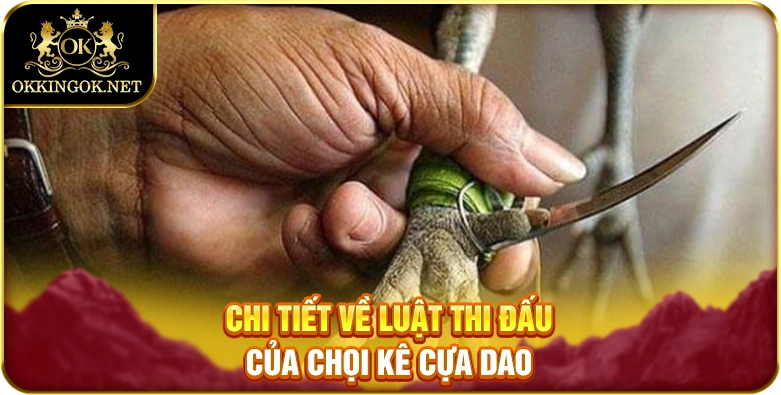 Chi tiết về luật thi đấu của chọi kê cựa dao